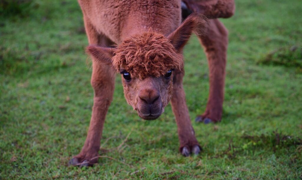 10 facts about alpacas that you might not know | AJ ALPACAPPELLA JEWELLERY